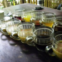 Coffee-Tasting auf einer balineischen Kaffeeplantage