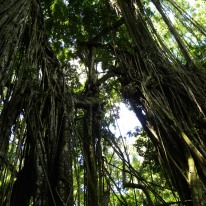 Sacred Monkey Forest