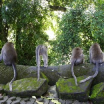Sacred Monkey Forest - die Affen sind los