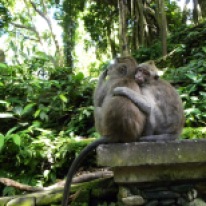 Sacred Monkey Forest - die Affen sind los