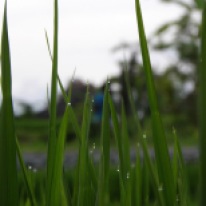 Spaziergang durch die Reisfelder