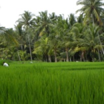 Spaziergang durch die Reisfelder